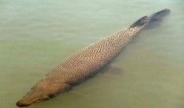 鳄雀鳝最新爆料图片视频,最新图片视频揭秘神秘生物