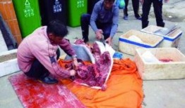 屠宰最新爆料新闻,屠宰行业惊人内幕曝光，监管漏洞亟待填补